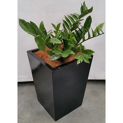 Zanzibar Gem(Zamioculus Zalmiofolia)Indoor Plant With Fibreglass Planter Box