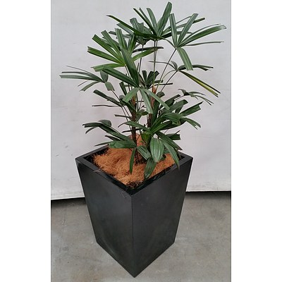 Rhapis Palm(Rhapis Excelsa) Indoor Plant With Fiberglass Planter Box