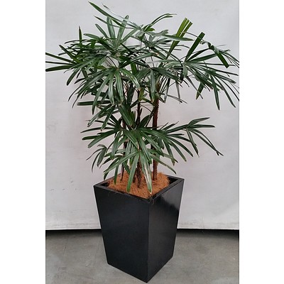 Rhapis Palm(Rhapis Excelsa) Indoor Plant With Fiberglass Planter Box