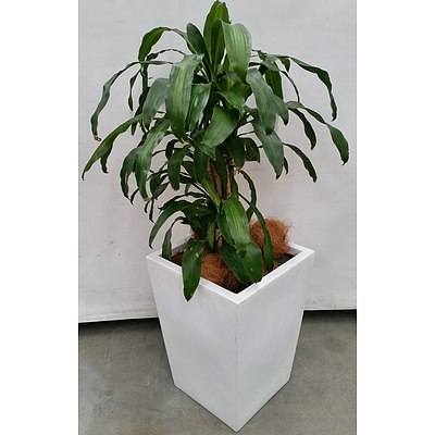 Striped Happy Plant(Dracenea Fragrants Massangeana) Indoor Plant With Fiberglass Planter Box