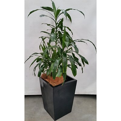 Janet Craig(Dracaena Deremensis) Indoor Plant With Fibreglass Planter Box