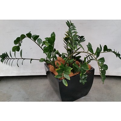 Zanzibar Gem(Zamioculus Zalmiofolia)Indoor Plant With Fibreglass Planter Box