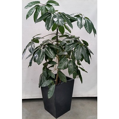 Umbrella Tree(Schefflera/Heptapleurum)Indoor Plant With Fiberglass Planter Box