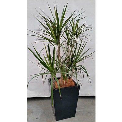 Yucca(Yucca Elephantipes) Indoor Plant With Fibreglass Planter Box