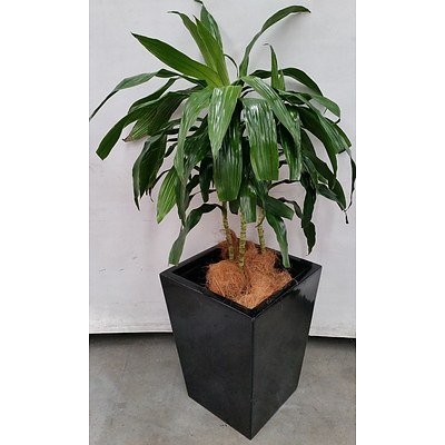 Janet Craig(Dracaena Deremensis) Indoor Plant With Fibreglass Planter Box