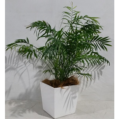 Parlor Palm(Chamaedorea Elegans)Desk/Bench Top Indoor Plant With Fiberglass Planter Box