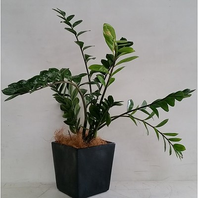 Zanzibar Gem(Zamioculus Zalmiofolia) Desk/Bench Top Indoor Plants With Fiberglass Planter Box
