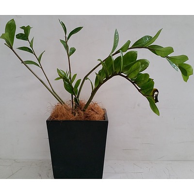 Zanzibar Gem(Zamioculus Zalmiofolia) Desk/Bench Top Indoor Plants With Fiberglass Planter Box