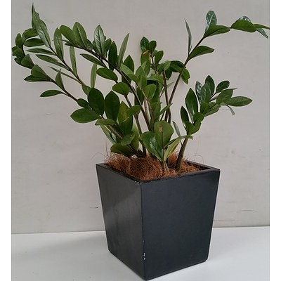 Zanzibar Gem(Zamioculus Zalmiofolia) Desk/Bench Top Indoor Plant With Fiberglass Planter Box