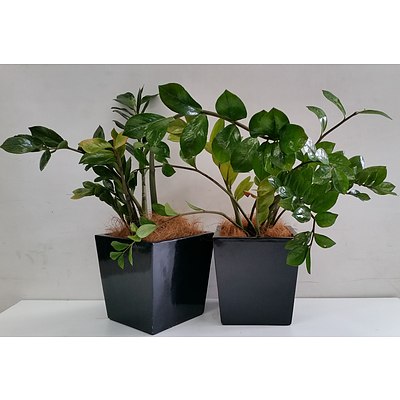 Two Zanzibar Gem(Zamioculus Zalmiofolia) Desk/Bench Top Indoor Plants With Fiberglass Planter Boxes