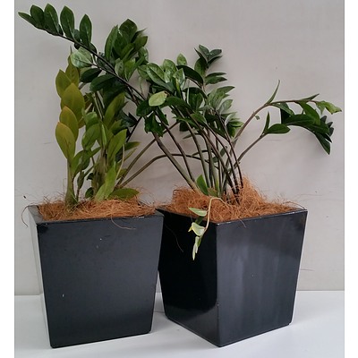 Two Zanzibar Gem(Zamioculus Zalmiofolia) Desk/Bench Top Indoor Plants With Fiberglass Planter Boxes