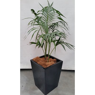 Parlor Palm(Chamaedorea Elegans) Indoor Plant With Fiberglass Planter Box