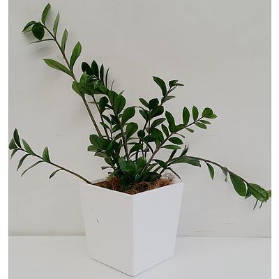 Zanzibar Gem(Zamioculus Zalmiofolia) Desk/Bench Top Indoor Plant With Fiberglass Planter Box