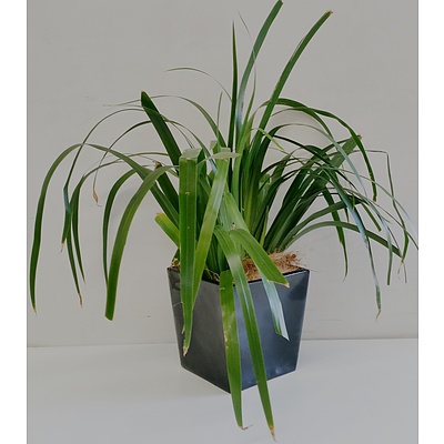 Brazilian Walking Iris(Neomarica Gracilis) Desk/Benchtop Indoor Plant With Fiberglass Planter Box