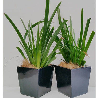 Two Brazilian Walking Iris(Neomarica Gracilis) Desk/Benchtop Indoor Plants With Fiberglass Planter Boxes