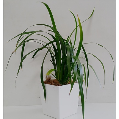 Brazilian Walking Iris(Neomarica Gracilis) Desk/Benchtop Indoor Plant With Fiberglass Planter Box