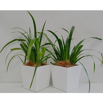 Two Brazilian Walking Iris(Neomarica Gracilis) Desk/Benchtop Indoor Plants With Fiberglass Planter Boxes