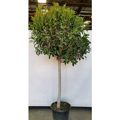 Advanced 230cm Emerald Standard Ficus(Ficus Hillii) in 40cm Plastic Pot