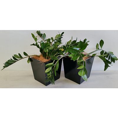 Two Zanzibar Gem(Zamioculus Zalmiofolia) Desk/Bench Top Indoor Plants With Fiberglass Planter Boxes