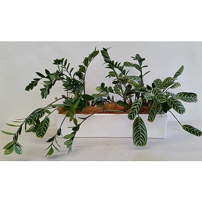 Zanzibar Gem and Zebra Plant Desk/Benchtop Indoor Plants With Fiberglass Planter Trough