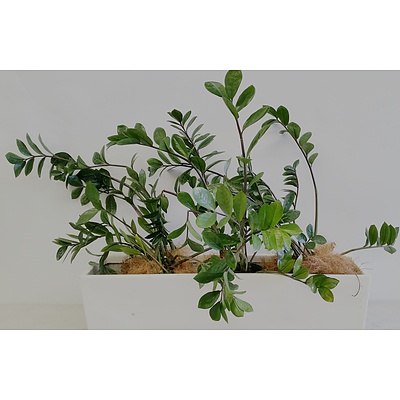 Three Zanzibar Gem(Zamioculus Zalmiofolia) Desk/Benchtop Indoor Plants With Fiberglass Planter Trough