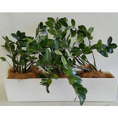 Three Zanzibar Gem(Zamioculus Zalmiofolia) Desk/Benchtop Indoor Plants With Fiberglass Planter Trough