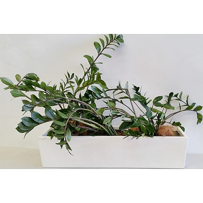 Three Zanzibar Gem(Zamioculus Zalmiofolia) Desk/Benchtop Indoor Plants With Fiberglass Planter Trough