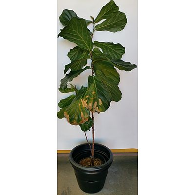 Advanced 180cm Fiddle Leaf Fig(Ficus Lyrata) in 45cm Plastic Cotta Pot