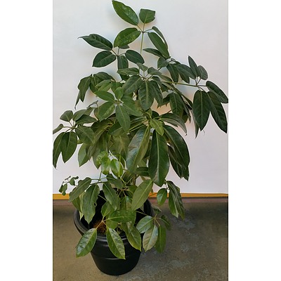 Umbrella Tree(Schefflera/Heptapleurum) in 45cm Plastic Cotta Pot