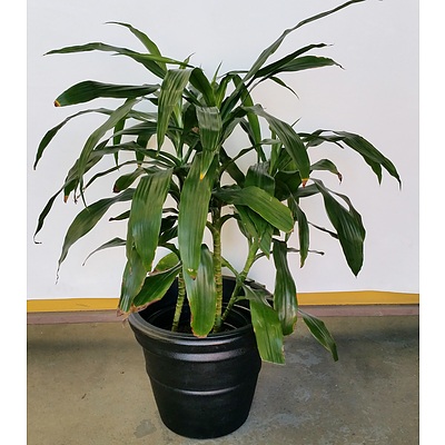Janet Craig(Dracaena Deremensis) Indoor Plant in 45cm Plastic Cotta Pot