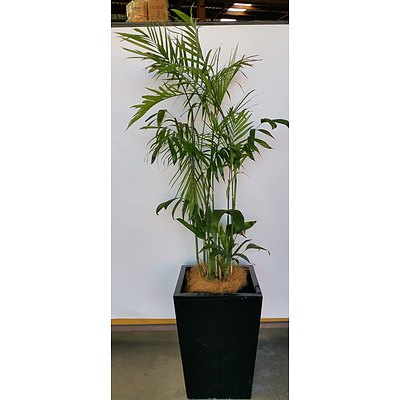 Bamboo Palm(Chamaedorea Seifrizii) Indoor Plant With Fiberglass Planter Box