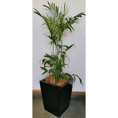 Bamboo Palm(Chamaedorea Seifrizii) Indoor Plant With Fiberglass Planter Box