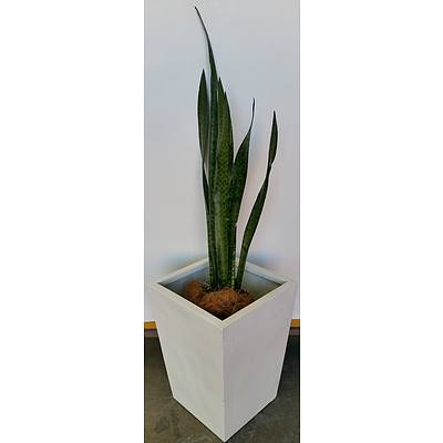 Advanced Mother In Law's Tongue(Sansavieria) Indoor Plant With Fibreglass Planter Box
