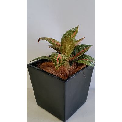 Red Chinese Evergreen(Aglaonema) Desk/Bench Top Indoor Plant With Fiberglass Planter Box