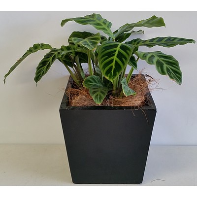 Zebra Plant(Calathea Zebrina) Desk/Benchtop Indoor Plant With Fiberglass Planter Box