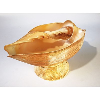 Large Cutaway Bailer Shell Bowl on Shell Stand