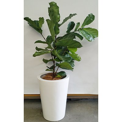Advanced Fiddle Leaf Fig(Ficus Lyrata) Indoor Plant With Fibreglass Planter Box