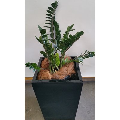 Zanzibar Gem(Zamioculus Zalmiofolia)Indoor Plant With Fiberglass Planter Box