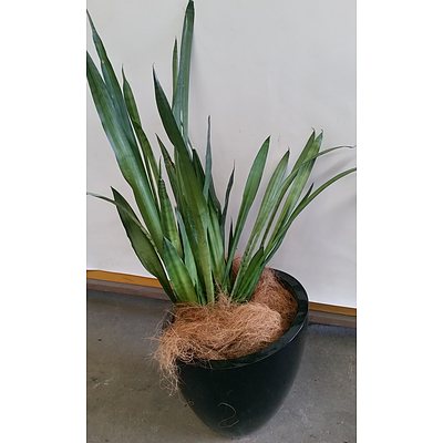 Mother In Law's Tongue(Sansavieria) Indoor Plant with 40cm Fiberglass Egg Planter