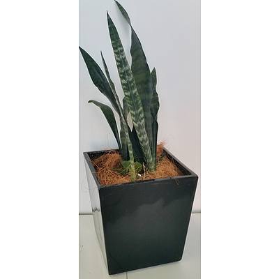 Mother In Law's Tongue(Sansavieria) Desk/Bench Top Indoor Plant With Fiberglass Planter