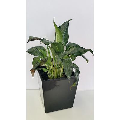 Madonna Lily(Spathiphylum) Desk/Bench Top Indoor Plant With Fiberglass Planter