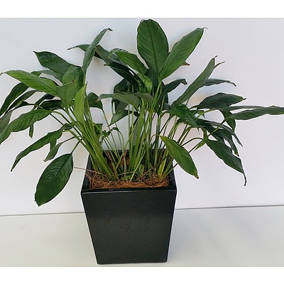 Madonna Lily(Spathiphylum) Desk/Bench Top Indoor Plant With Fiberglass Planter