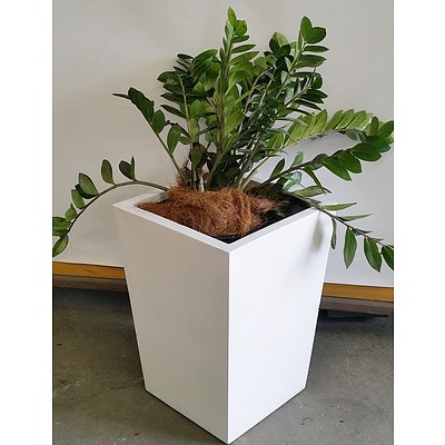 Zanzibar Gem(Zamioculus Zalmiofolia) Indoor Plant With Fibreglass Planter Box
