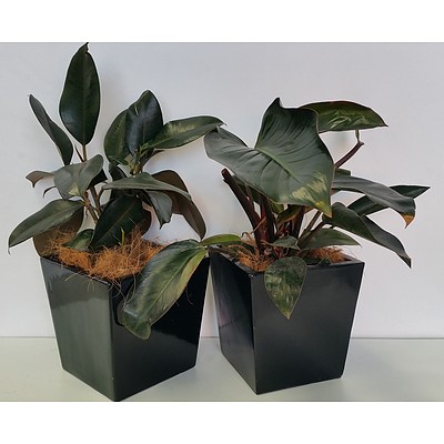 Two Philodendron Rojo Congo Desk/Benchtop Indoor Plants With Fiberglass Planters