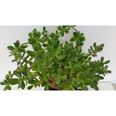 Jade Plant(Crassula Ovata) Desk/Benchtop Indoor Plant With Fiberglass Planter