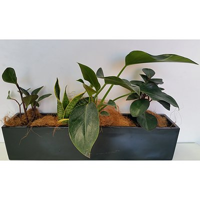 Medley of Desk/Benchtop Indoor Plants With Fiberglass Planter Trough