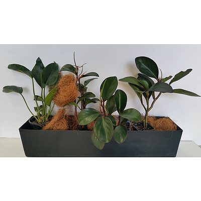 Medley of Desk/Benchtop Indoor Plants With Fiberglass Planter Trough