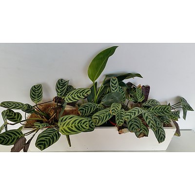 Zebra Plants and Philodendron Desk/Benchtop Indoor Plants With Fiberglass Planter Trough