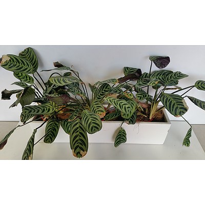 Three Zebra Plants(Calathea Zebrina) Desk/Benchtop Indoor Plants With Fiberglass Planter Trough