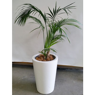 Parlor Palm(Chamaedorea Elegans) Indoor Plant With Fiberglass Planter Box